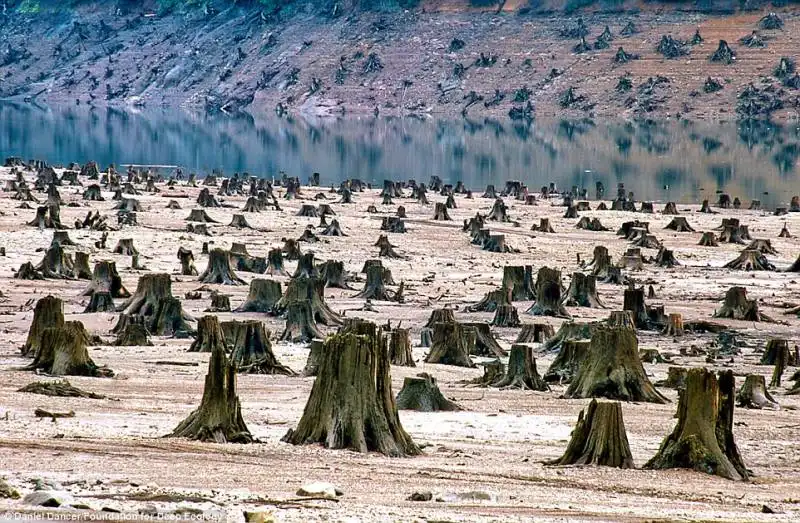 deforestazione a willamette, oregon, usa