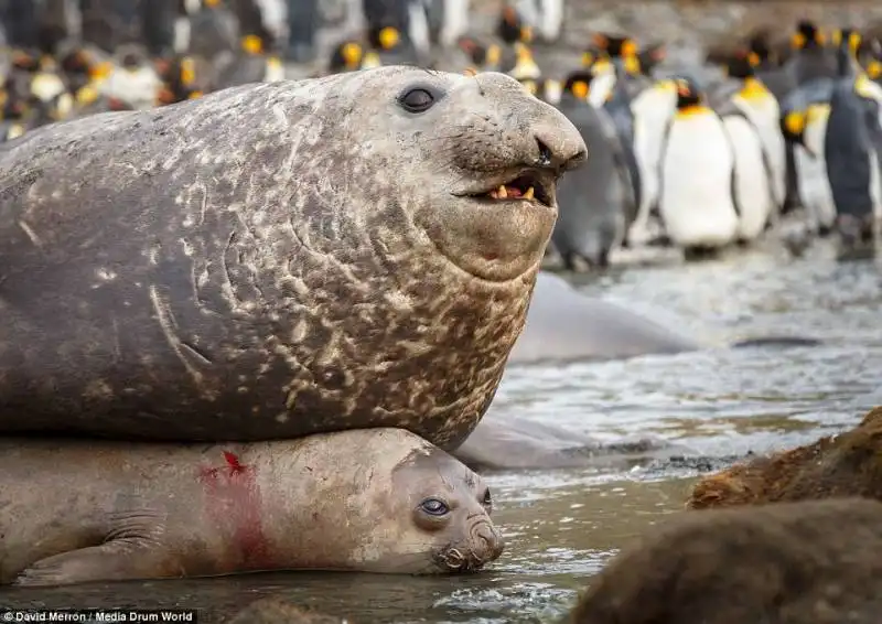 foca elefante petting