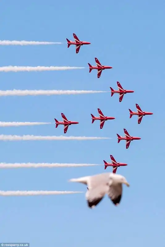 gabbiano supera le red arrows