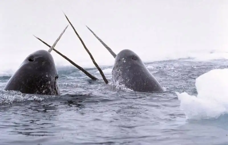 narwhal