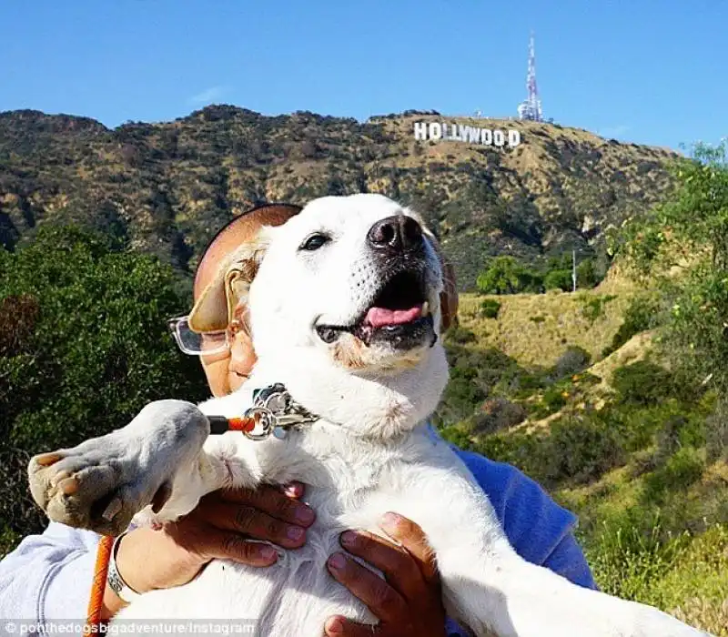 neil e poh a hollywood