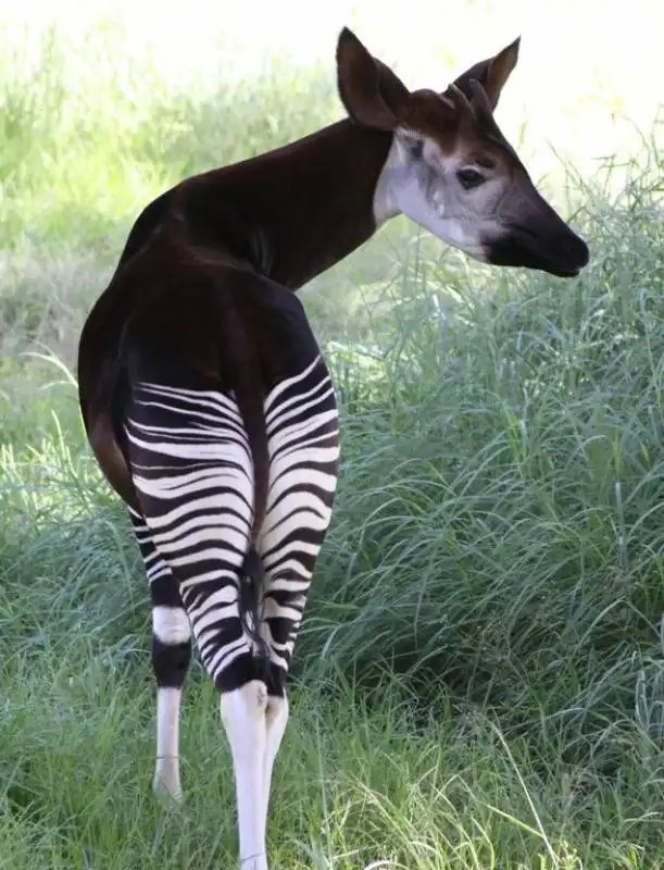 okapi