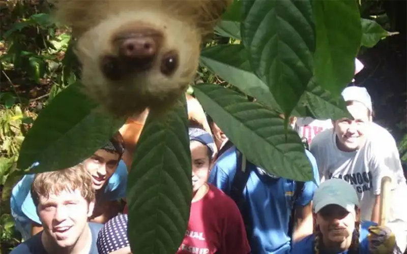 photobomb bradipo in costa rica