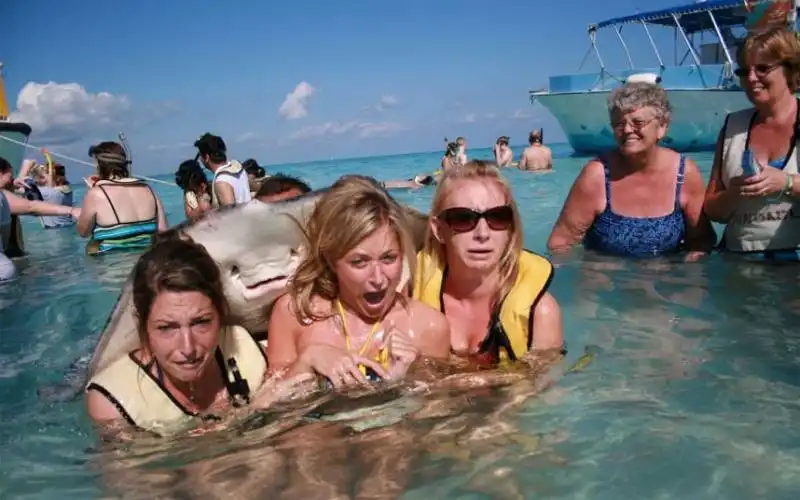 photobomb manta alle cayman