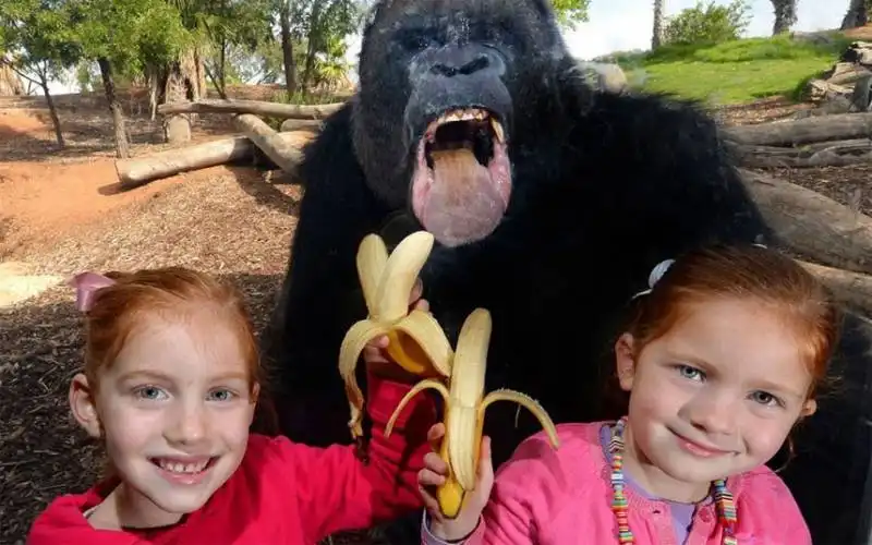 photobomb zoo in australia