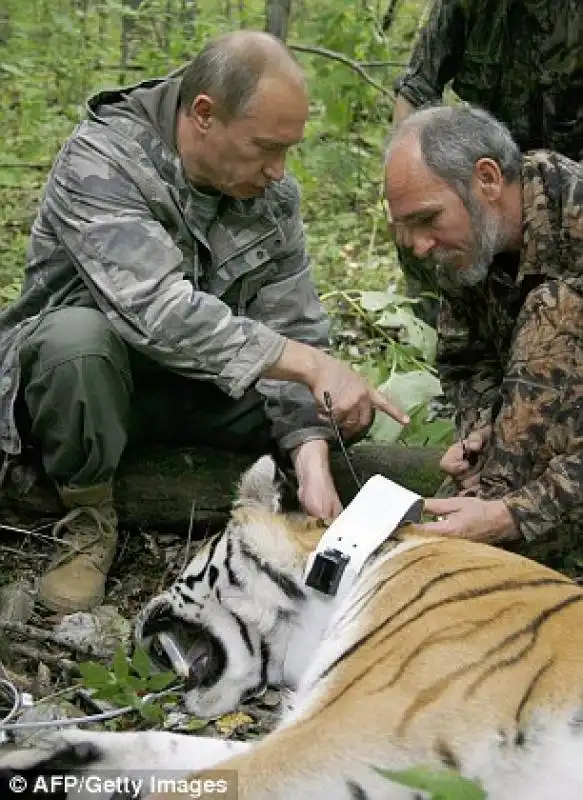 putin accudisce una tigre