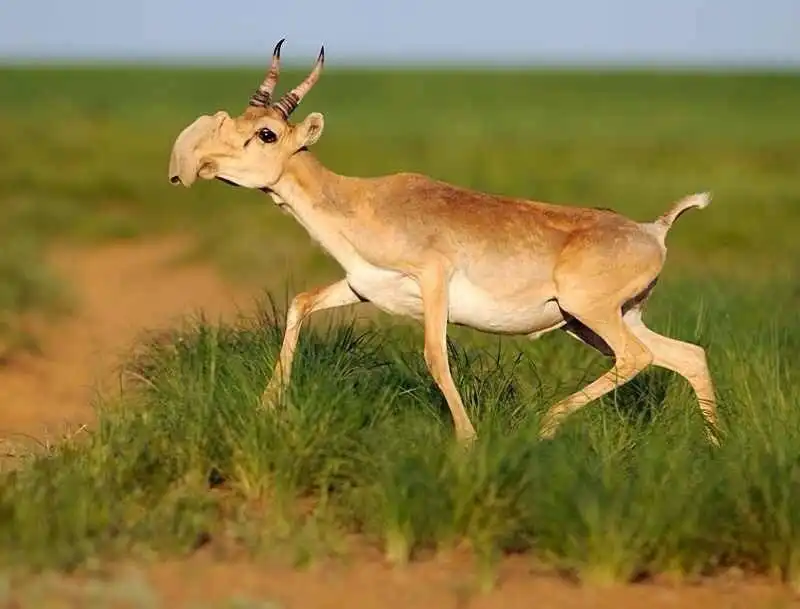 saiga antelope