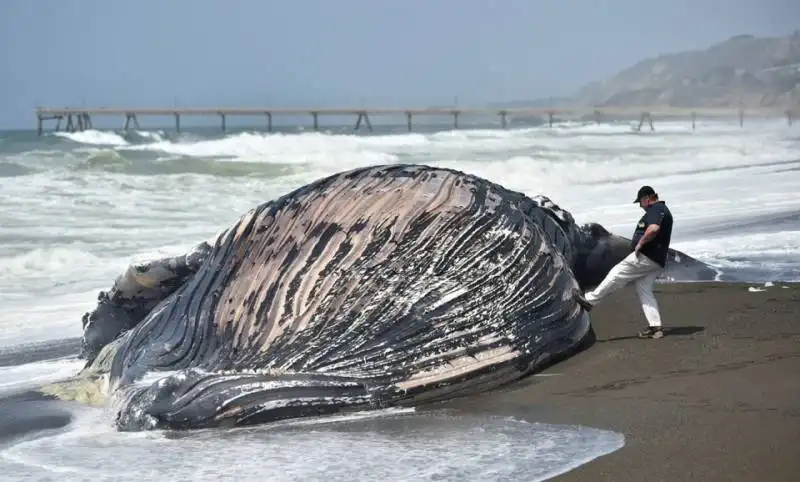 una balena spiaggiata in california