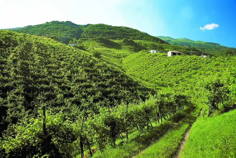 vigna di prosecco