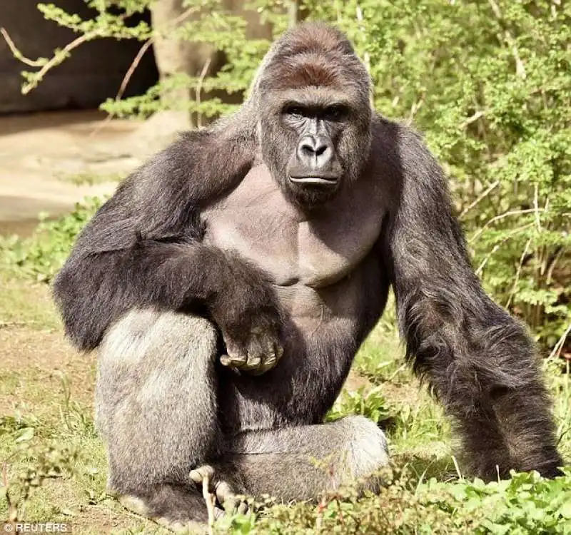 IL BAMBINO IN BALIA DEL GORILLA  ZOO DI CINCINNATI