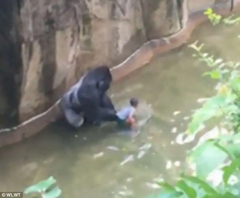 IL BAMBINO IN BALIA DEL GORILLA  ZOO DI CINCINNATI