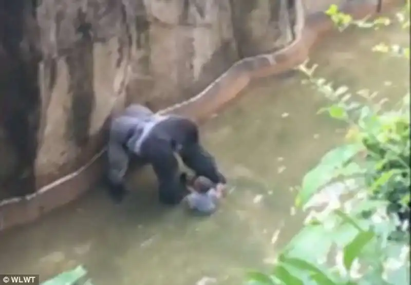 IL BAMBINO IN BALIA DEL GORILLA   ZOO DI CINCINNATI