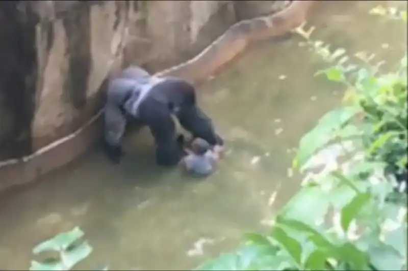 il bimbo finisce in acqua con il gorilla