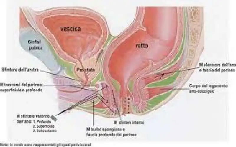 MALFORMAZIONE CLOACA