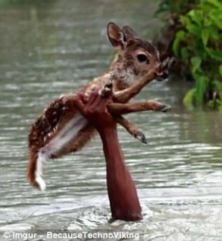 cerbiatto salvato dalla alluvione