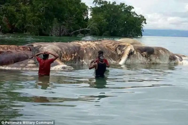 MISTERIOSA CREATURA MARINA IN INDONESIA