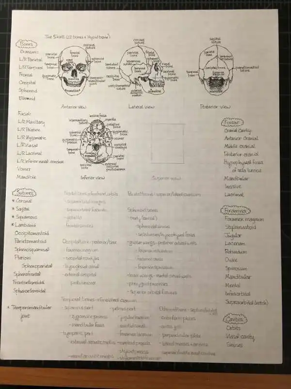 appunti di anatomia