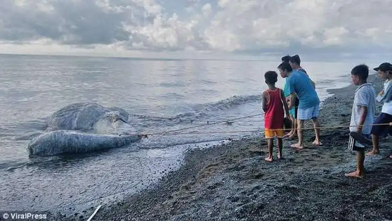 FILIPPINE - LA STRANA CREATURA RITROVATA SULLA SPIAGGIA