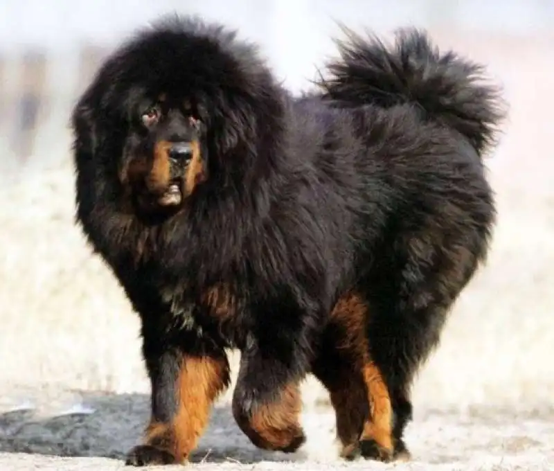 mastino tibetano 3