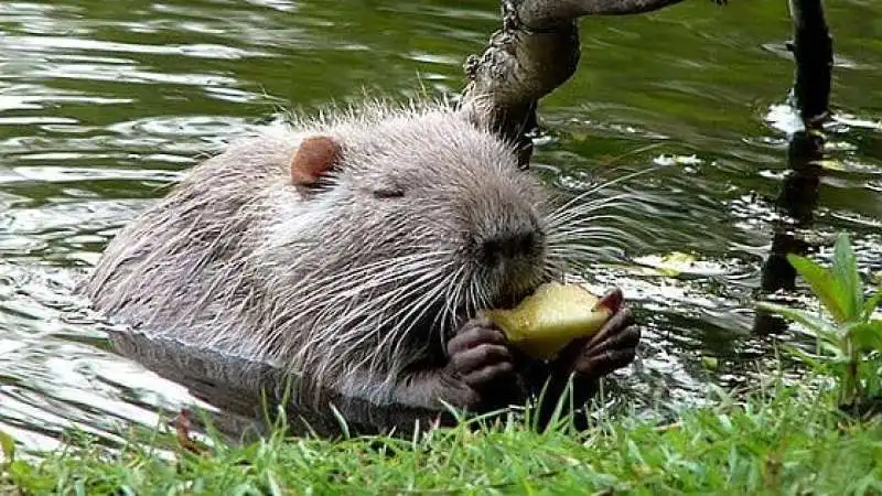 nutria