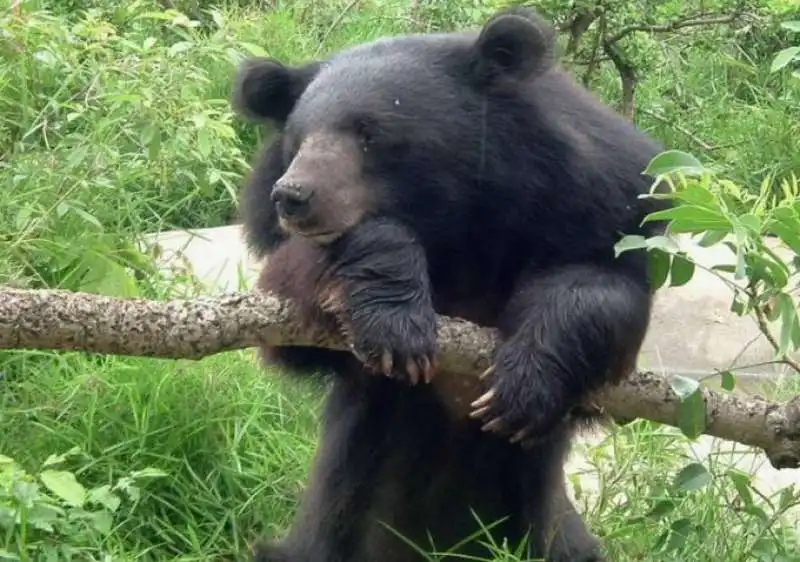 orso nero asiatico 1