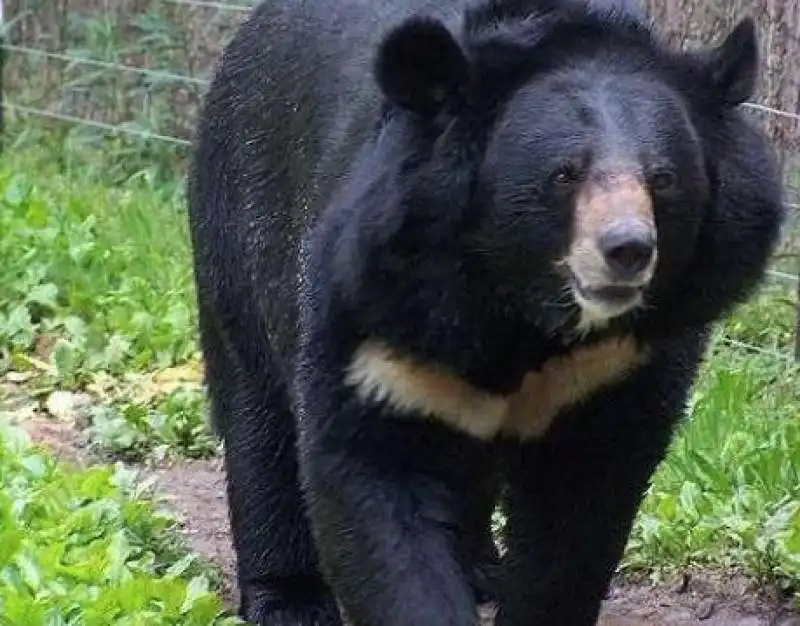 orso nero asiatico 3