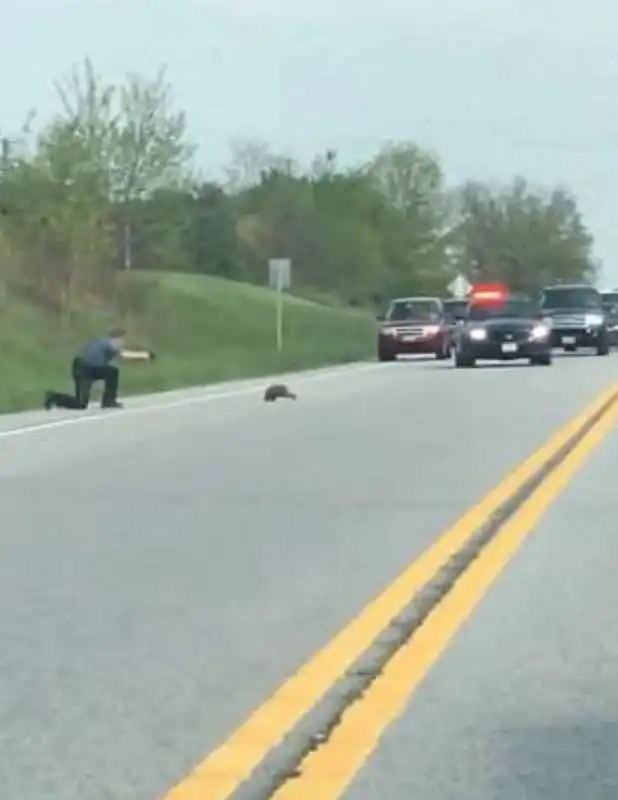 poliziotto uccide marmotta 4