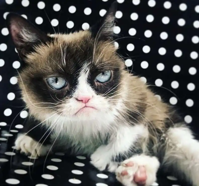 grumpy cat 17