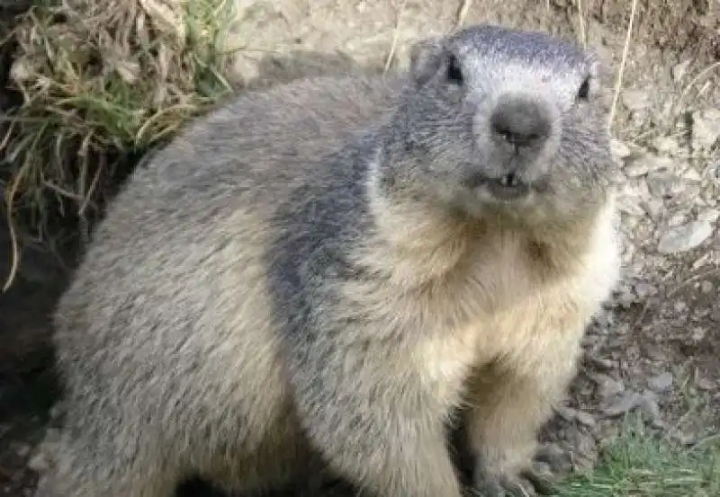 marmotta 1