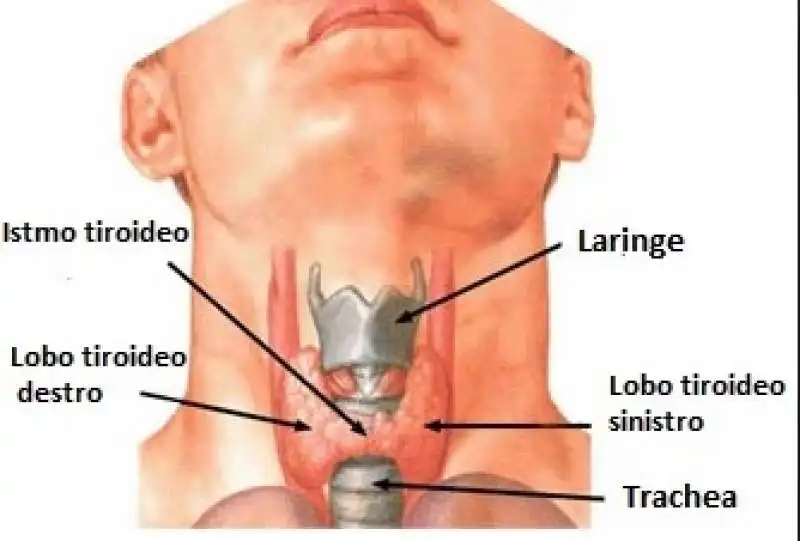 tiroide 13