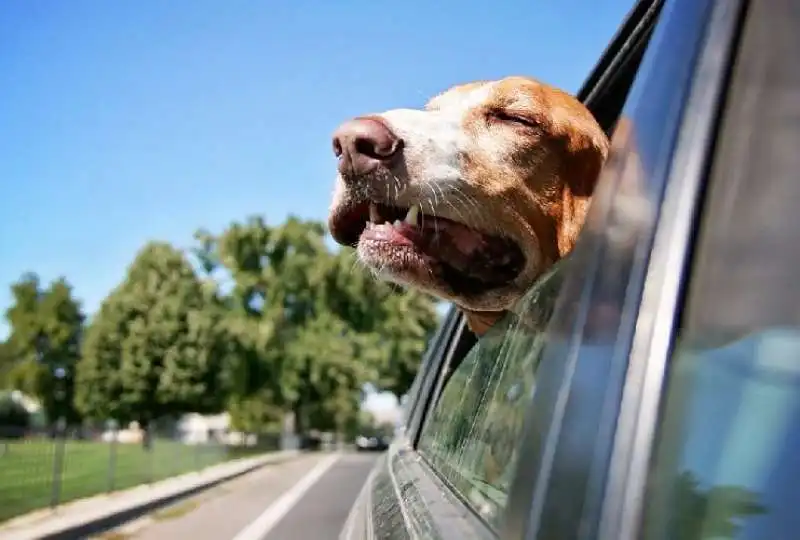 i cani amano mettere il muso fuori dal finestrino