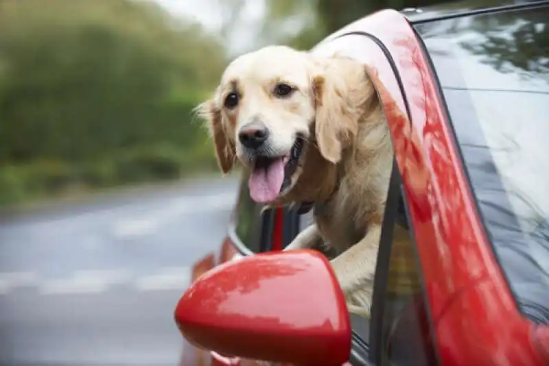 i cani amano mettere il muso fuori dal finestrino 3