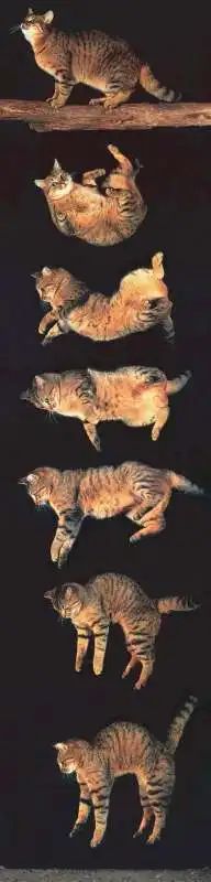 il volo del gatto 10