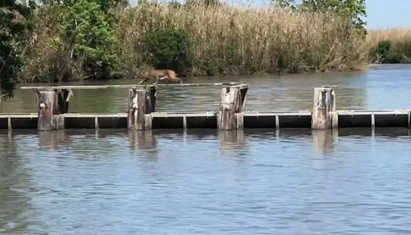 la prodezza della lince rossa 1