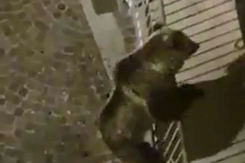 TRENTINO - UN ORSO SI ARRAMPICA SUL BALCONE