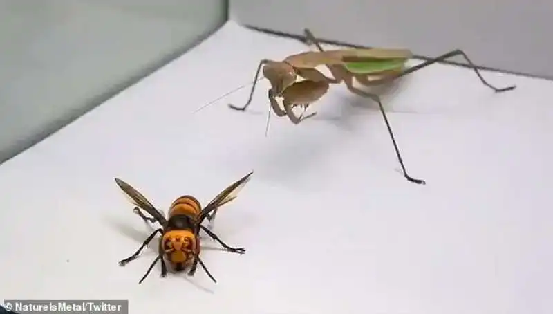 vespa mandarinia vs. mantide religiosa 3