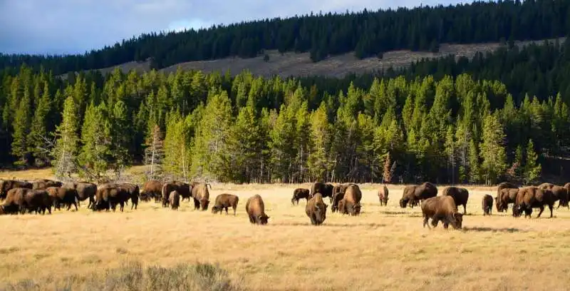 appello per abbattere i bisonti