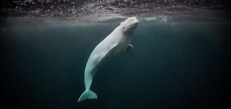 beluga hvaldimir 1