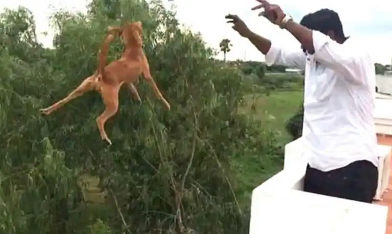 cane lanciato dal balcone 1