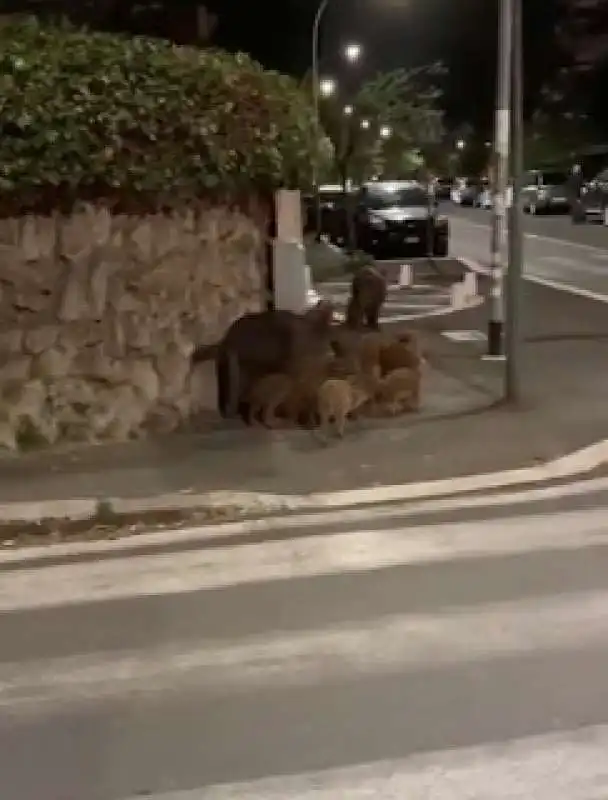 cinghiali a roma 4