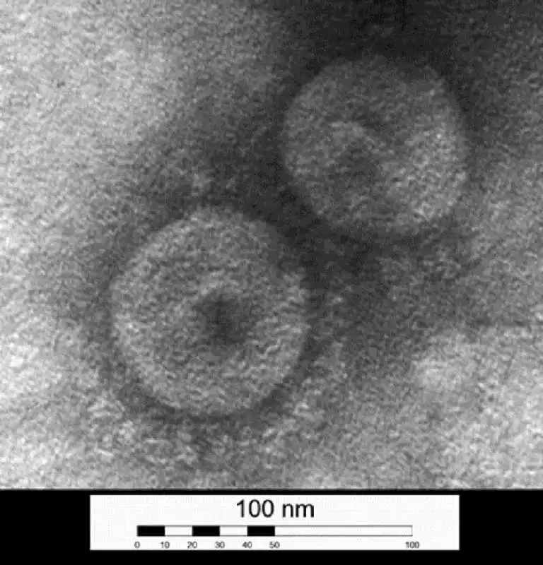 Coronavirus canino