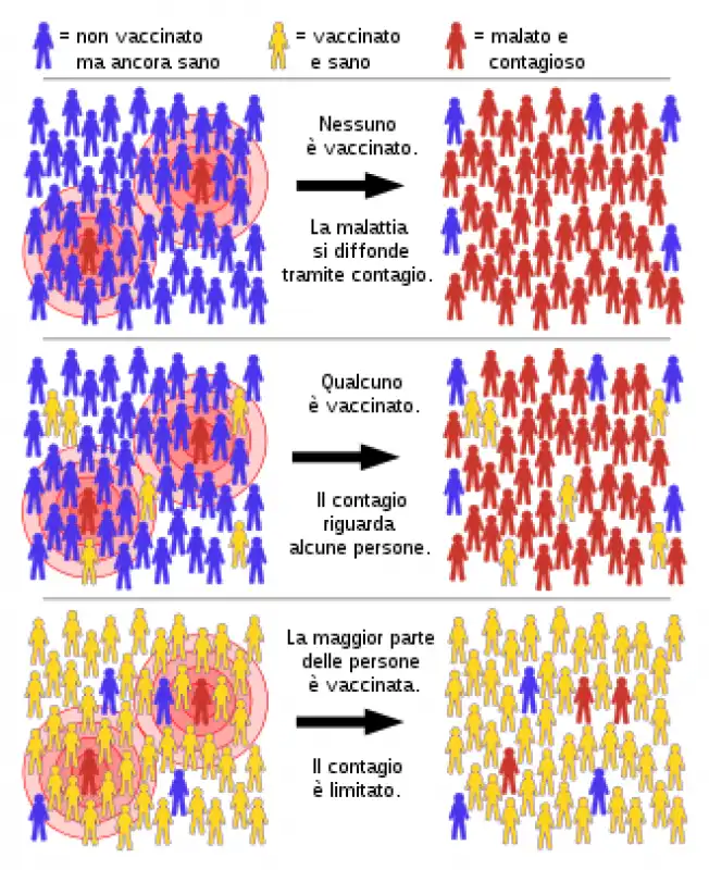 immunita di gregge 1