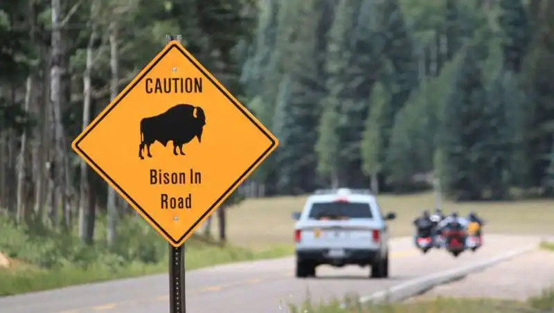 troppi bisonti nel grand canyon