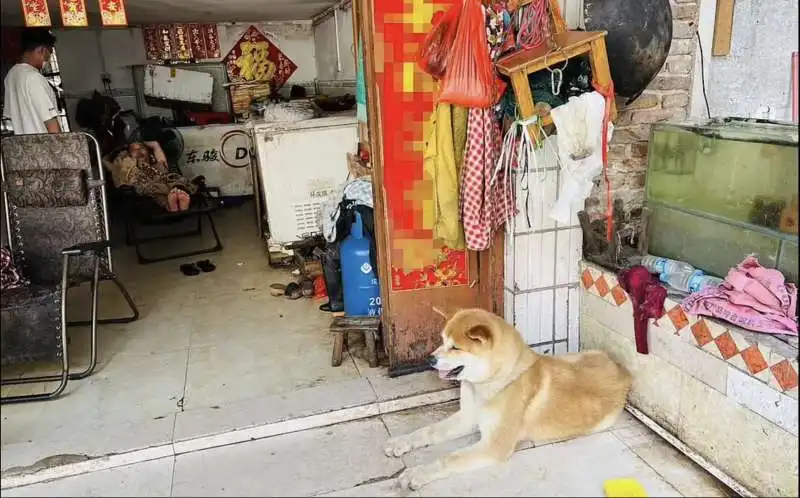 cane salvato dal macello in cina  13