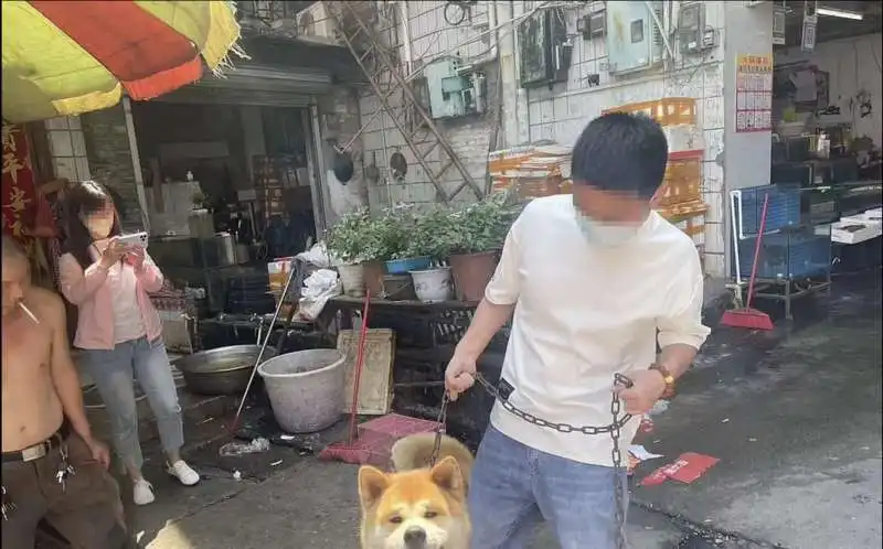 cane salvato dal macello in cina  8