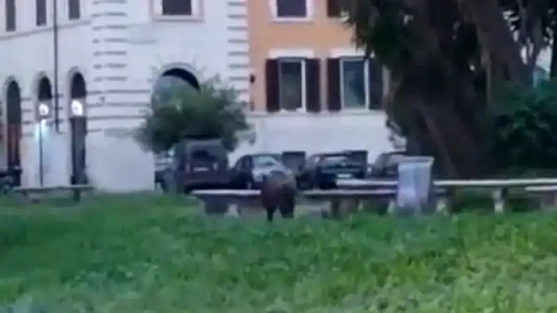 Cinghiale a piazza Verbano a Roma