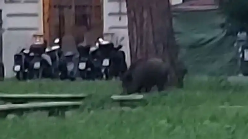 Cinghiale a piazza Verbano a Roma 2