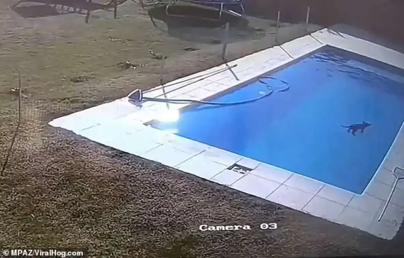 Il cucciolo galleggia inerme nella piscina