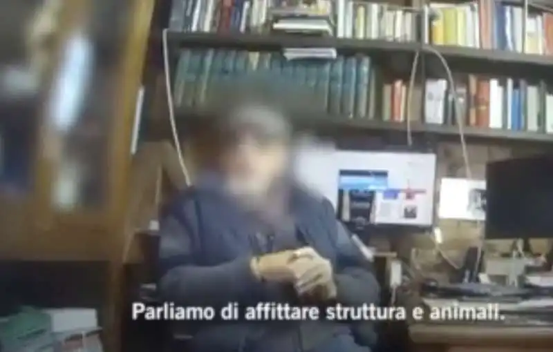 il video dell allevatore di tigri a latina 7