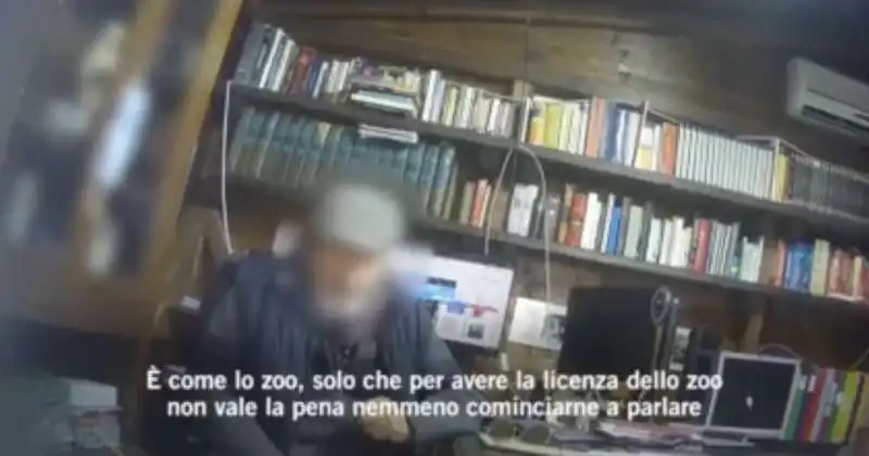 il video dell allevatore di tigri a latina 9